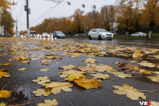 Синоптики обещают до +24 в Волгоградской области к 24 октября
